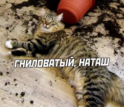 продолжение Смешная картинка №563549