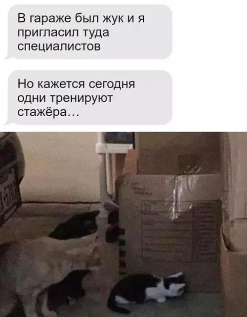 Смешная картинка №735499 Серьезная ситуация