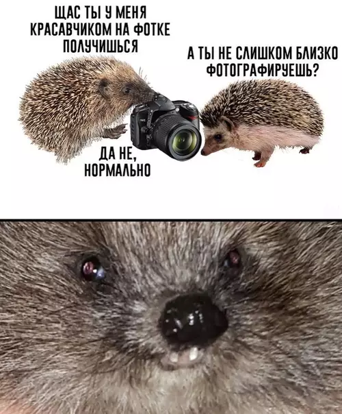 Смешная картинка №348709 Кaк я полyчаюсь на фотoграфиях: