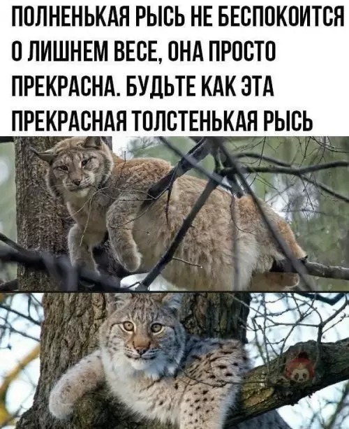 Смешная картинка №598270