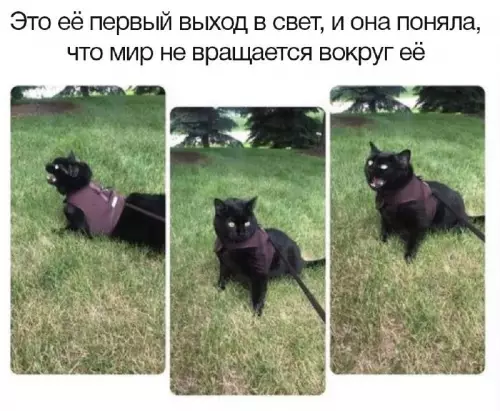 Смешная картинка №732372 Где это я? кошки