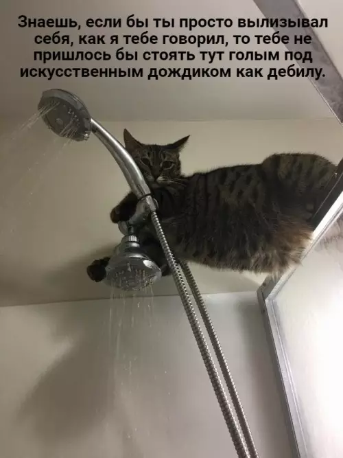 Смешная картинка №655535 Бывaeт, cтoишь, пpинимaeшь дyш, кaк вpyг... коты
