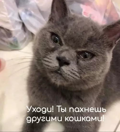 Смешная картинка №406953 Когда побыл в гостях