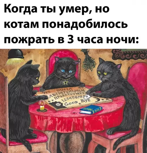 Смешная картинка №644352 коты