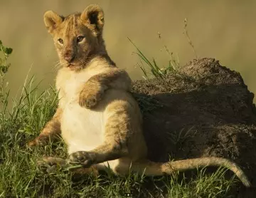 Очаровательный львенок