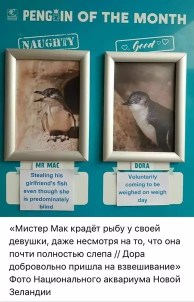Смешная картинка №379685 Хорошие и плохие пингвины