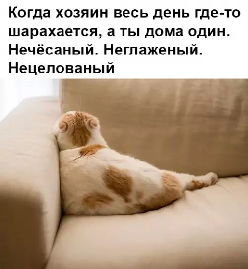 Смешная картинка №338249