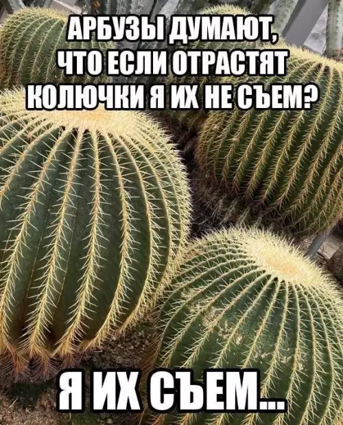 Арбузы, вы зря так 🌵😂 - АРБУЗЫ ДУМАЮТ, ЧТО ЕСЛИ ОТРАСТЯТ КОЛЮЧКИ Я ИХ НЕ СЪЕМ?
