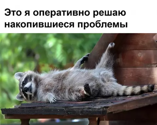 Смешная картинка №342802 еноты