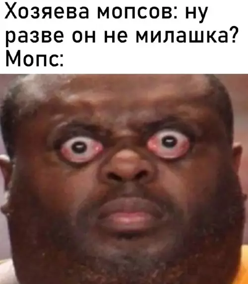 Смешная картинка №684084 Мопсы