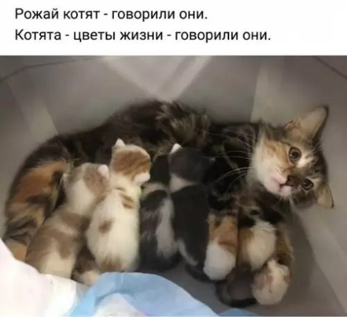 Смешная картинка №267991