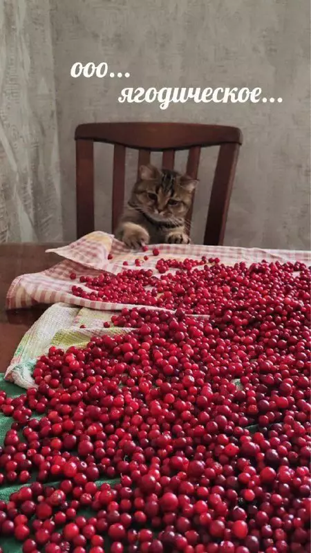 Смешная картинка №736418