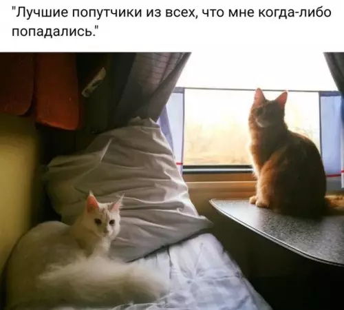 Смешная картинка №229642