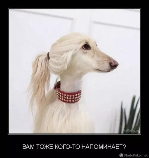 Смешная картинка №277324