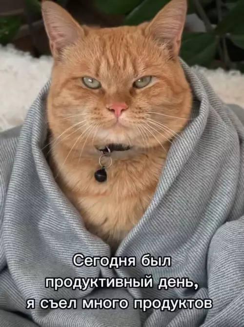 Смешная картинка №735116