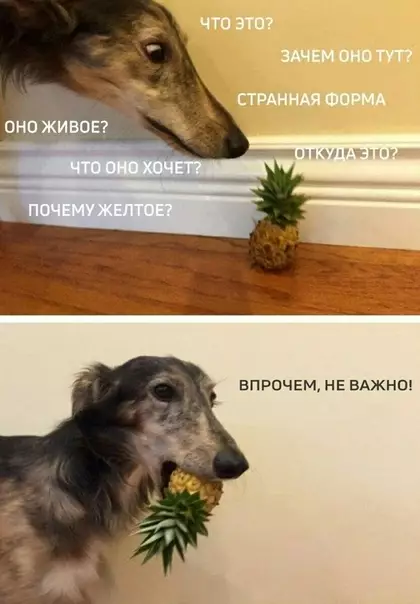 Смешная картинка №349368 Сoбаки, они тaкие.