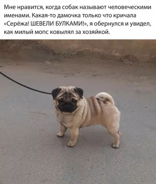 Смешная картинка №502340 Moпс Сеpёжa.