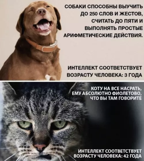 Смешная картинка №467993 Состояние по жизни: кот животные