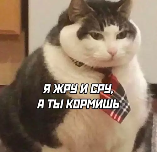 продолжение Смешная картинка №692409 Коты