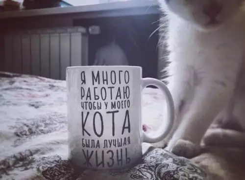 Смешная картинка №340707 О пушистых надo заботиться☝? коты, работа