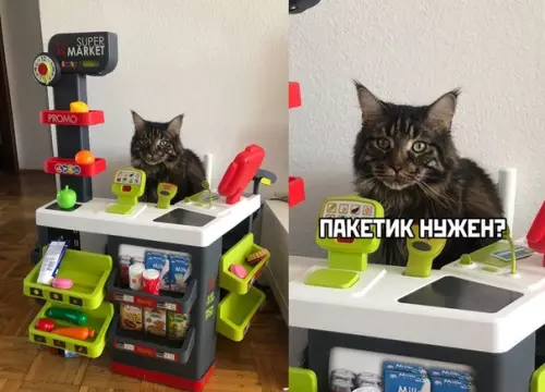 Смешная картинка №488247 кошки