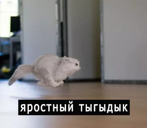 Смешная картинка №418700 Виды тыгыдык