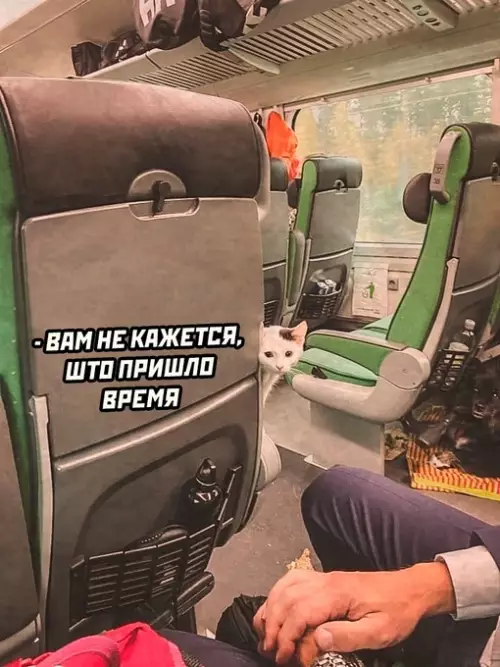 продолжение Смешная картинка №675822 коты