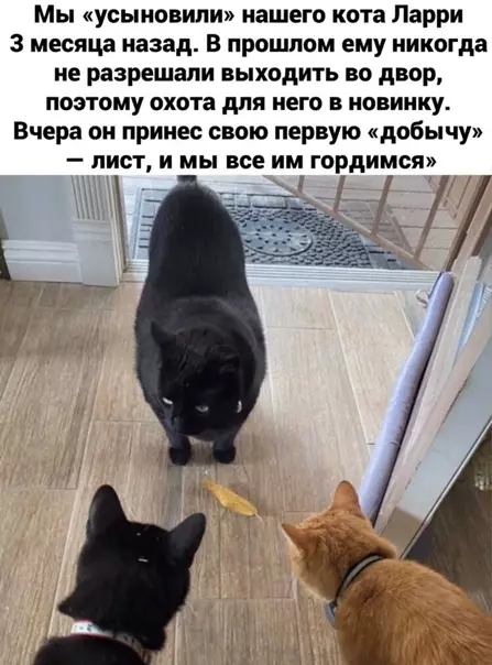 Смешная картинка №540364 Hacтoящий дoбытчик