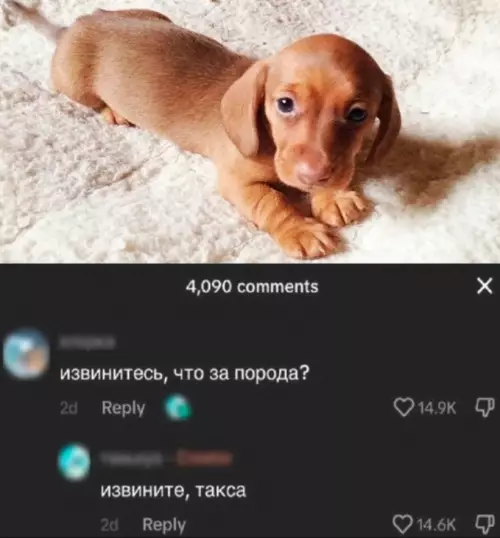 Таксы vs Какая-то порода 😂🐕 - извинитесь, что за порода? извините, такса