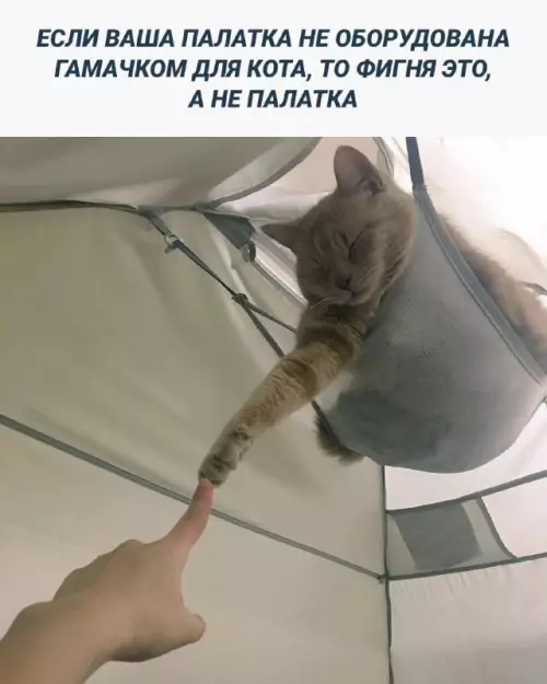 Смешная картинка №677256 Коты
