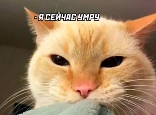 продолжение Смешная картинка №645942 Мой кот в три часа ночи