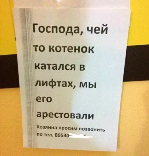 Смешная картинка №729179 Замели котана объявления