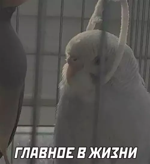 продолжение Смешная картинка №622316