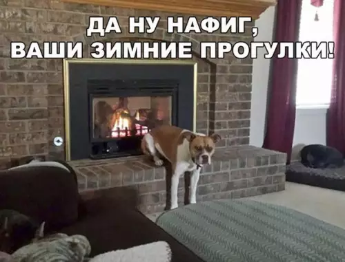 Смешная картинка №251735 собаки, зима