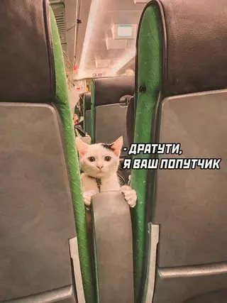 Смешная картинка №675822 коты