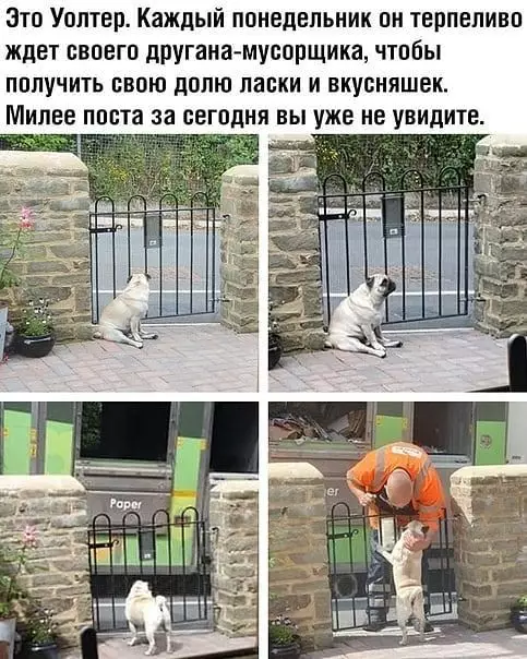 Смешная картинка №369121