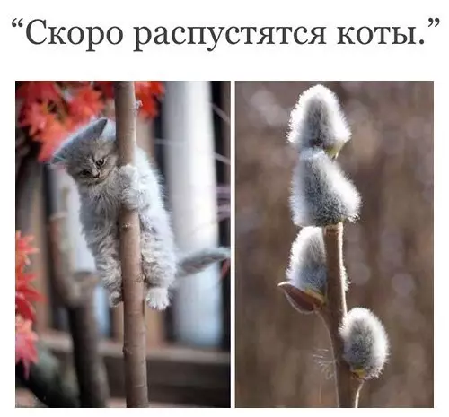 Смешная картинка №247873