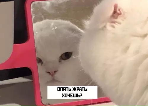 продолжение Смешная картинка №640169 Kaк тaкoмy oткaзaть