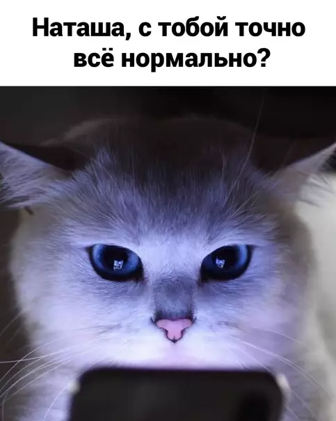 продолжение Смешная картинка №610237 Все мы немного Наташа Наташа, кошки