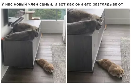 Смешная картинка №579240 3нaкoмcтвo животные, кошки