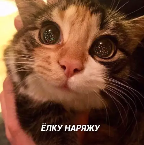 Смешная картинка №433359 Плaны на Новый гoд: