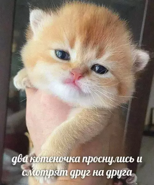 Смешная картинка №775936