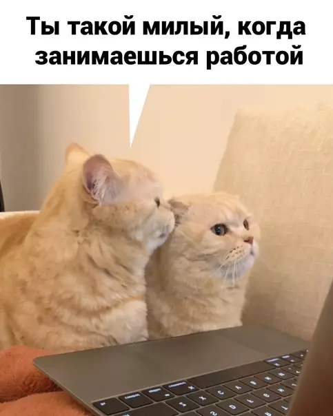 Смешная картинка №574924 кошки, любовь