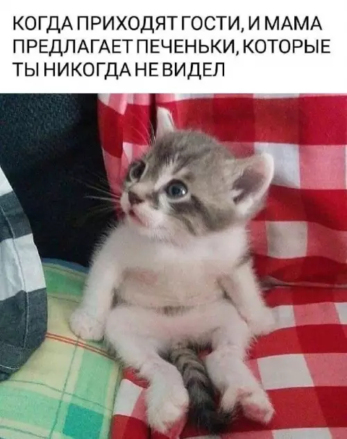 Тот самый момент с гостями 🍪🐱 - КОГДА ПРИХОДЯТ ГОСТИ, И МАМА ПРЕДЛАГАЕТ ПЕЧЕНЬКИ, КОТОРЫЕ ТЫ НИКОГДА