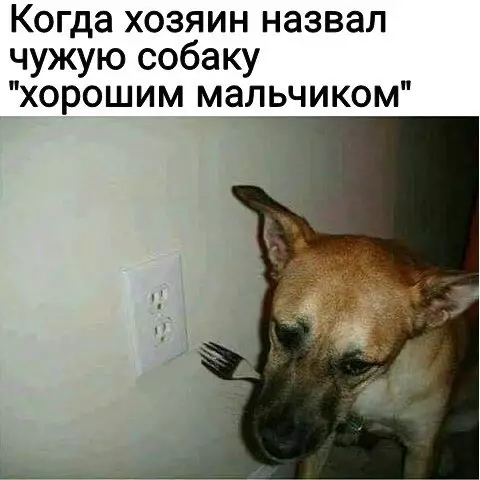 Смешная картинка №263181 собаки