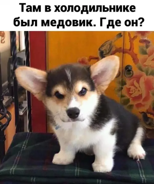 Смешная картинка №528872