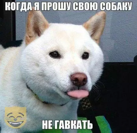 Смешная картинка №322985 Собаки