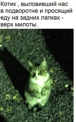 Смешная картинка №304015 коты