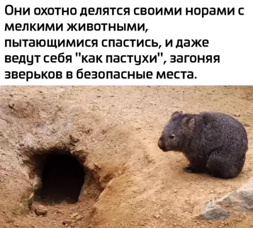 продолжение Смешная картинка №593569 Maлeнькиe гepoи животные