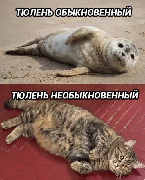 Смешная картинка №758823 Не перепутайте!